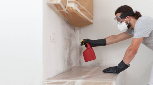 Professional Black Mold Removal technician working in Denton, NC