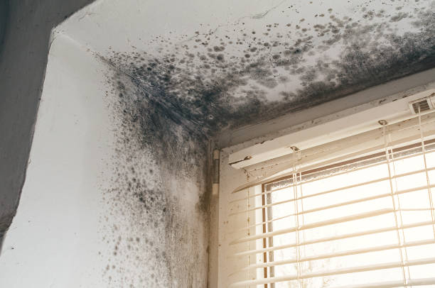 Affordable Mold Cleanup solutions in Denton, NC